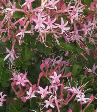 Rhododendron viscosum Betty Cummins