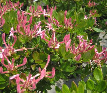 Rhododendron viscosum Betty Cummins