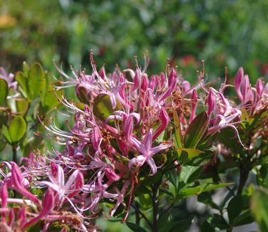 Rhododendron viscosum Betty Cummins