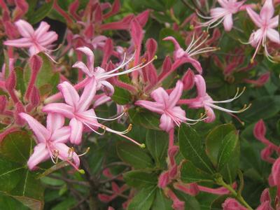 Rhododendron viscosum Betty Cummins