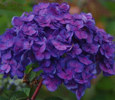 Hydrangea macrophylla BloomStruck