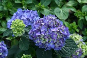 Hydrangea macrophylla Let's Dance® Blue Jangles®