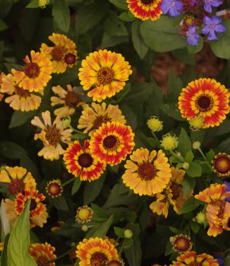 Helenium autumnale Mariachi 'Fuego' 