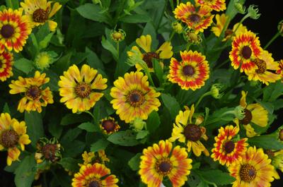 Helenium autumnale Mariachi 'Fuego' 