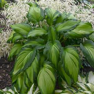 Hosta Angel Falls