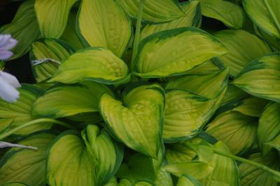 Hosta Stained Glass