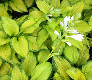 Hosta Stained Glass