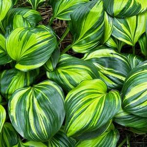 Hosta Rainbow's End