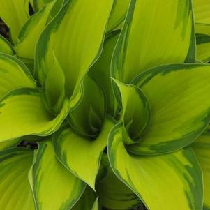 Hosta June