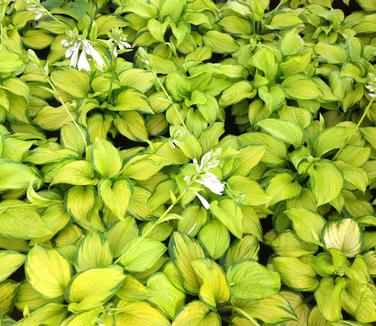 Hosta Stained Glass 