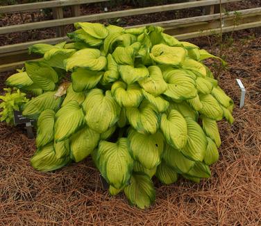 Hosta Stained Glass (@ JC Raulston Arb)