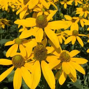 Rudbeckia laciniata Autumn Sun