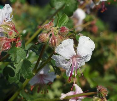 Geranium x cantabrigiense Biokovo