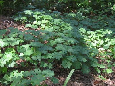 Geranium x cantabrigiense Biokovo (@ Longwood)