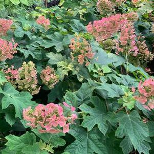 Hydrangea quercifolia Ruby Slippers