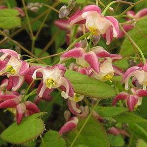 Epimedium x rubrum 