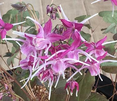 Epimedium grandiflorum Purple Pixie 