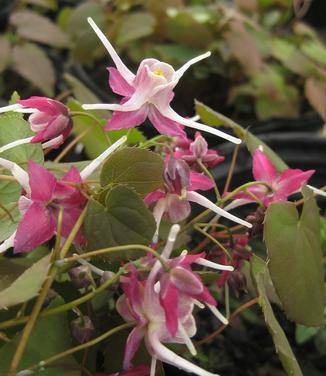 Epimedium grandiflorum Purple Pixie