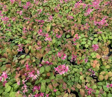 Epimedium grandiflorum 'Purple Pixie' - Barrenwort from Pleasant Run Nursery