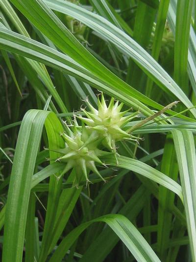 Carex grayi ( Mt Cuba)