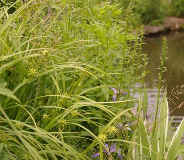 Carex grayi (Chanticleer)