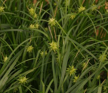 Carex grayi 