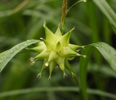 Carex grayi 