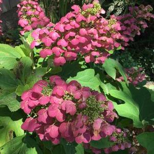 Hydrangea quercifolia Gatsby Pink®