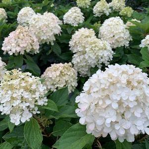 Hydrangea paniculata Fire Light Tidbit®