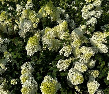 Hydrangea paniculata Strawberry Sundae® - Hardy Hydrangea from Pleasant Run Nursery