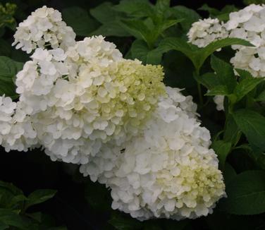 Hydrangea paniculata Strawberry Sundae