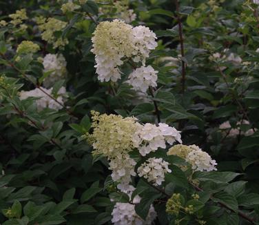 Hydrangea paniculata Strawberry Sundae