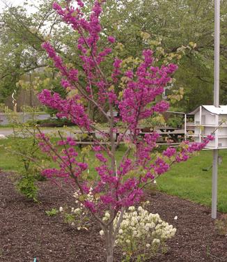 Cercis x Pink Pom Poms