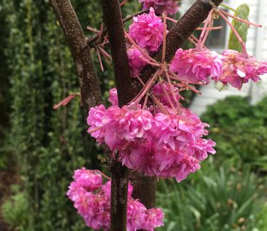 Cercis x Pink Pom Poms