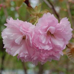 Prunus serrulata Kwanzan