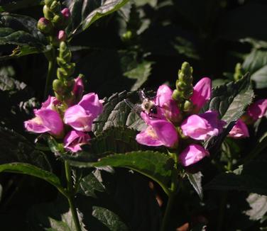 Chelone obliqua Tiny Tortuga