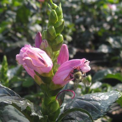 Chelone lyonii Hot Lips