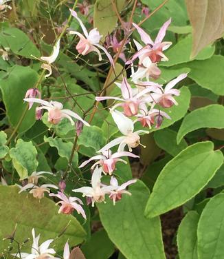 Epimedium x Pink Elf 