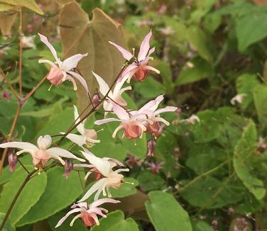 Epimedium x Pink Elf 