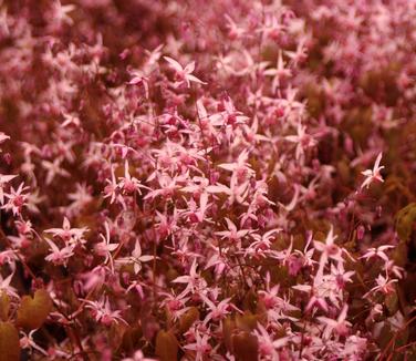 Epimedium x 'Pink Elf'