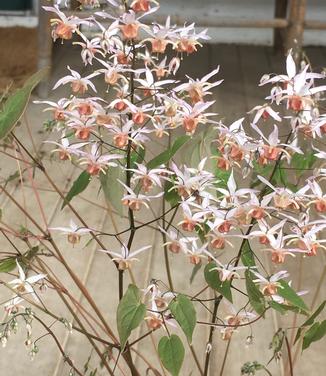 Epimedium x Pink Elf 