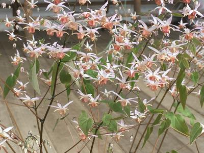 Epimedium x Pink Elf