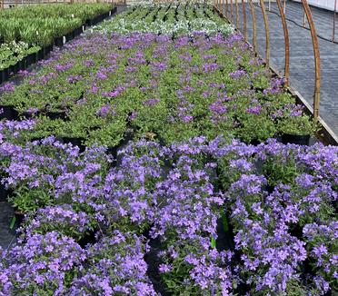 Phlox divaricata 'Blue Moon' - Woodland Phlox from Pleasant Run Nursery