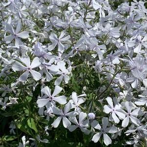 Phlox divaricata May Breeze