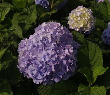 Hydrangea macrophylla 'Nikko Blue'