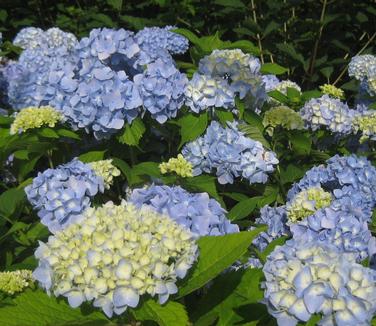 Hydrangea macrophylla 'Nikko Blue' - Bigleaf Hydrangea