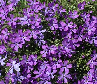 Phlox x Violet Pinwheels