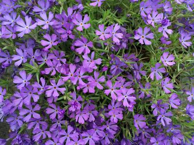 Phlox x Violet Pinwheels