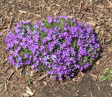 Phlox x Violet Pinwheels