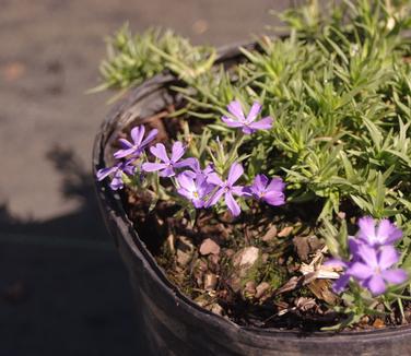 Phlox x Violet Pinwheels